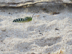 Stictia signata