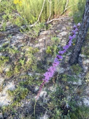 Liatris tenuifolia