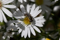 Halictus tripartitus