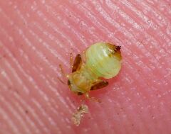 Pachypsylla celtidismamma