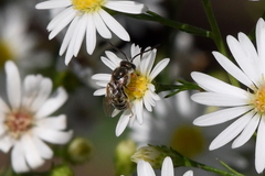 Halictus tripartitus