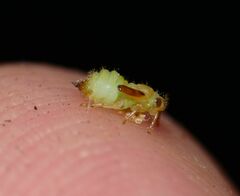 Pachypsylla celtidismamma