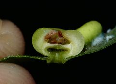 Pachypsylla celtidismamma