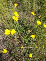 Bradburia pilosa