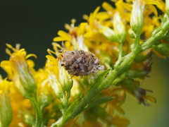 Ceraeochrysa lineaticornis
