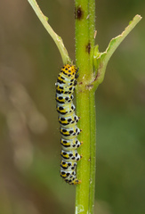 Cucullia scrophulariae