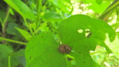 Chelymorpha gressoria