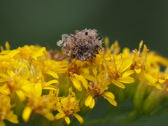 Ceraeochrysa lineaticornis