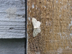 Idaea dimidiata