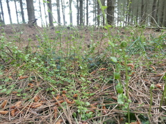 Asplenium flabellifolium