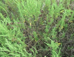 Desmanthus illinoensis