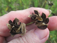 Desmanthus illinoensis