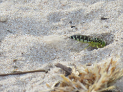 Stictia signata