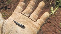 Carabina
