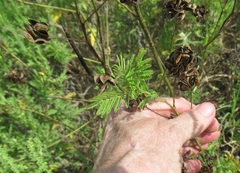 Desmanthus illinoensis