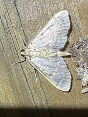 Herpetogramma aeglealis