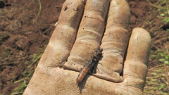 Carabina