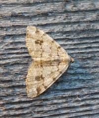 Macaria signaria