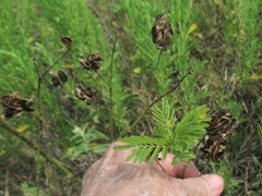 Desmanthus illinoensis