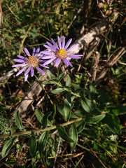 Aster amellus