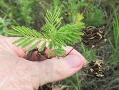 Desmanthus illinoensis