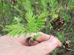 Desmanthus illinoensis