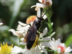 Tiphiinae