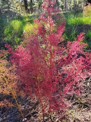 Dysphania graveolens