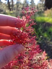 Dysphania graveolens