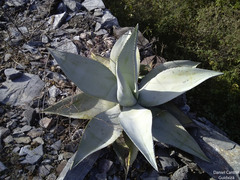 Agave guiengola