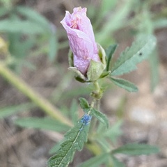 Althaea cannabina