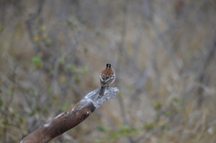Emberiza flaviventris