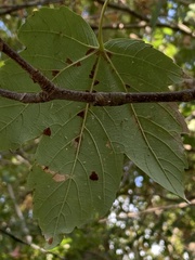 Aceria pseudoplatani