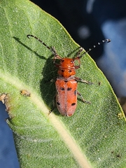 Tetraopes femoratus