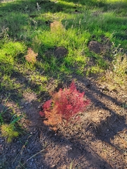 Dysphania graveolens