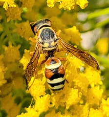 Megapterocheilus