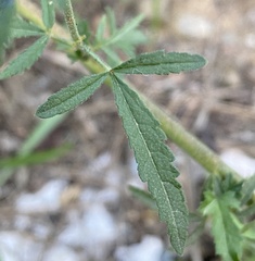Althaea cannabina
