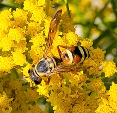 Megapterocheilus