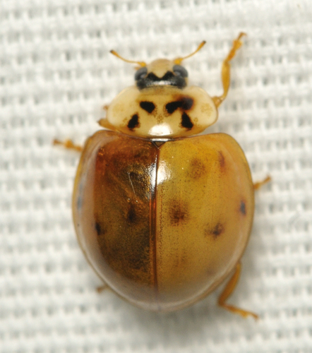 Asian Lady Beetle photographed in Alabama