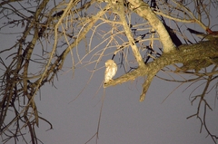 Glaucidium perlatum
