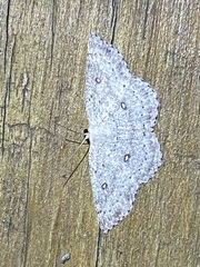 Cyclophora pendulinaria