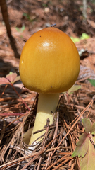 Amanita