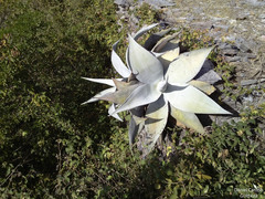 Agave guiengola