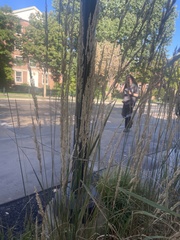 Calamagrostis epigejos