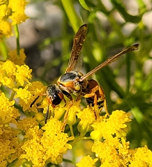 Megapterocheilus
