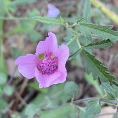 Althaea cannabina