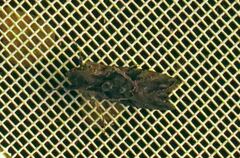 Ctenoplusia oxygramma