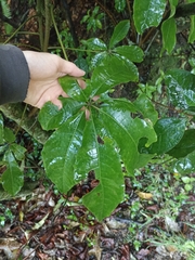 Schefflera digitata