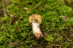 Russula granulata