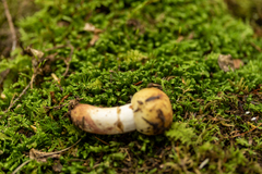 Russula granulata